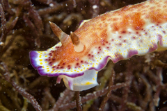 Goniobranchus collingwoodi