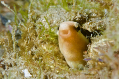 Aspidontus dussumieri