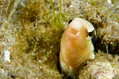 Aspidontus dussumieri