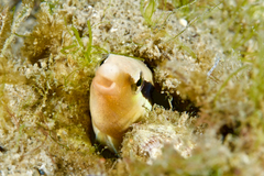 Aspidontus dussumieri