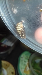 Melitaea phoebe occitanica