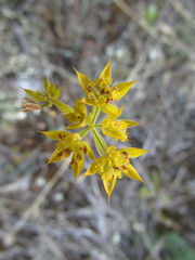 Bupleurum veronense