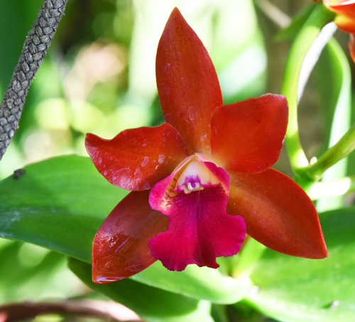 X Laeliocattleya
