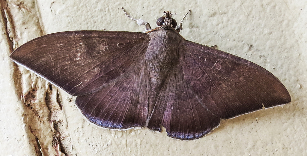 Hemeroblemma dolosina