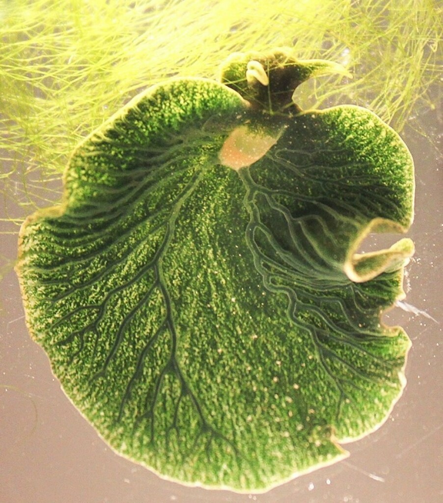 emerald elysia