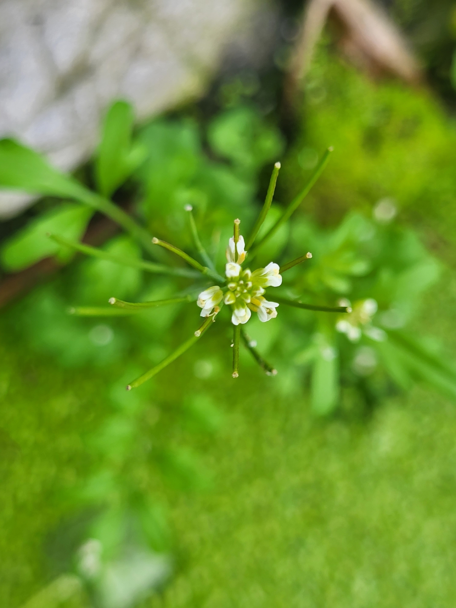 Cardamine occulta (Cardamine occulta)