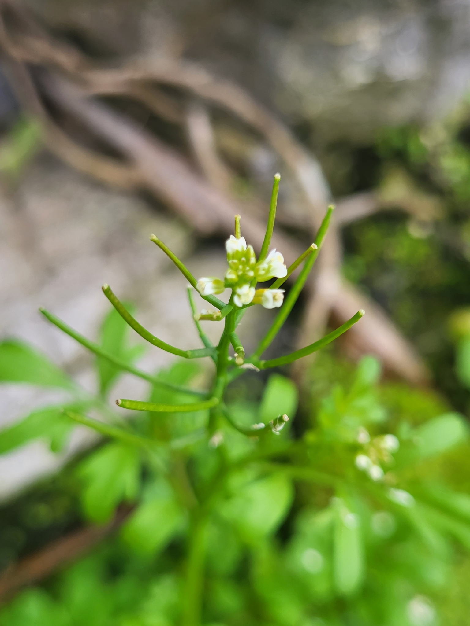 Cardamine occulta — ảnh 2