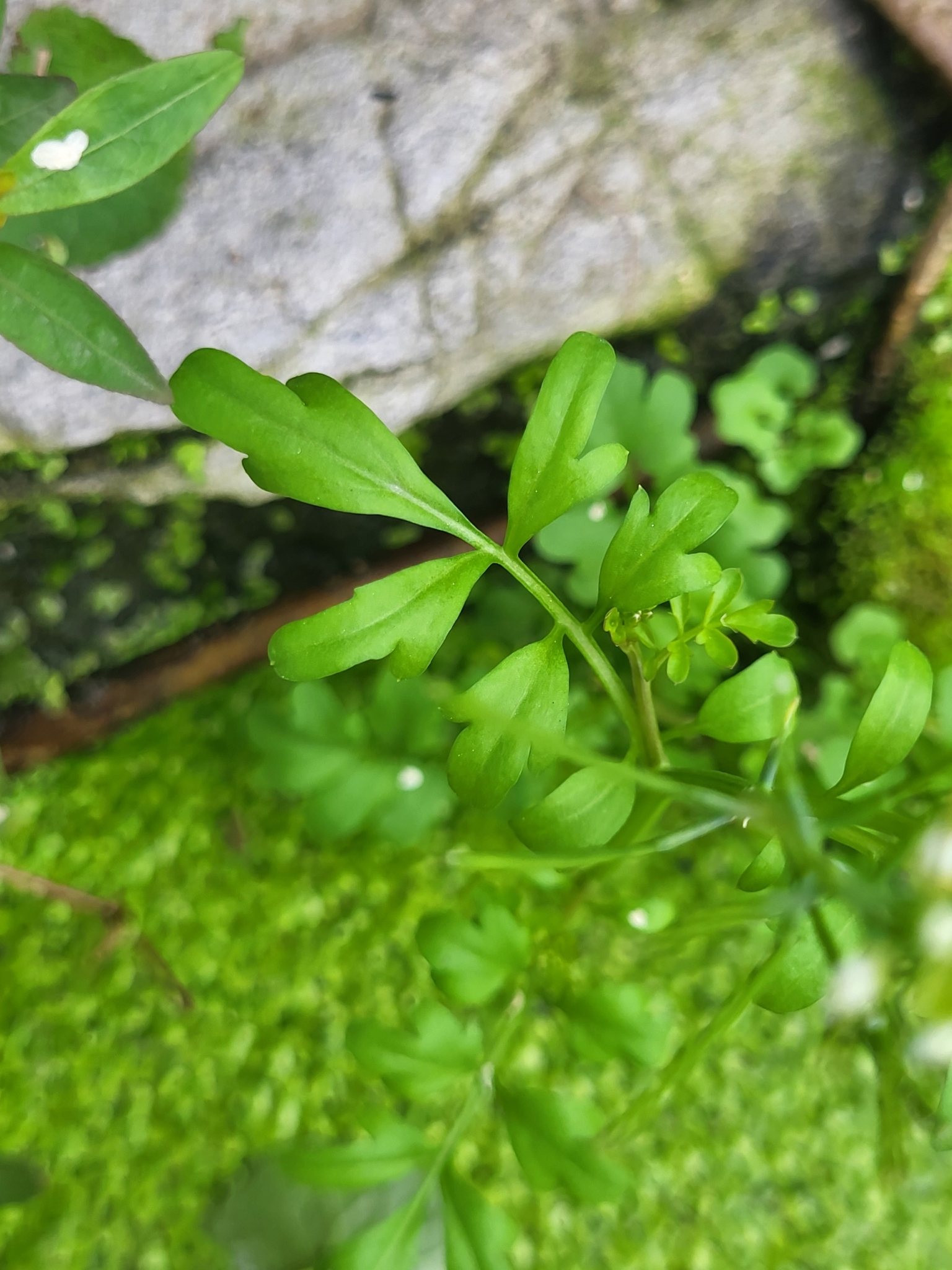 Cardamine occulta — ảnh 3