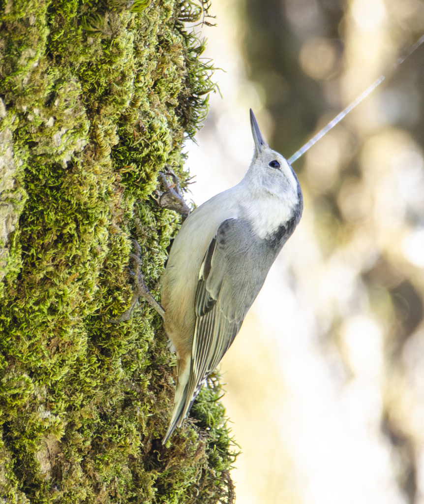 White-breasted Nuthatch (Pacific)