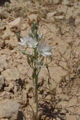 Ornithogalum narbonense