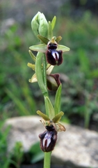 Ophrys sphegodes atrata