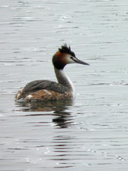 Podiceps cristatus