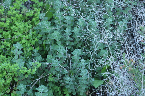 Biblical-hyssop (Origanum syriacum)