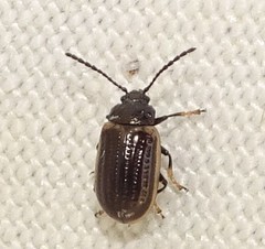 Microtheca ochroloma