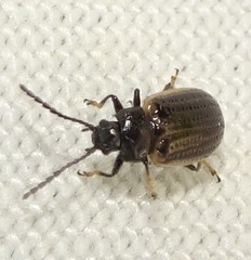 Microtheca ochroloma
