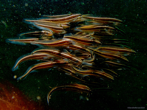 Striped Eel Catfish — seen at this dive site