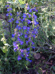 Penstemon
