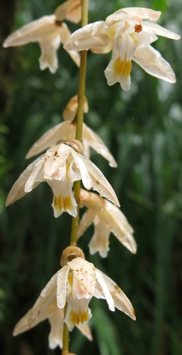 Venusta Orchid