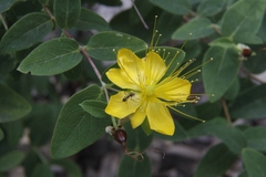 Hypericum hircinum