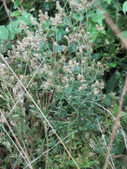 Achyropsis avicularis