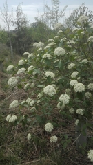 Viburnaceae
