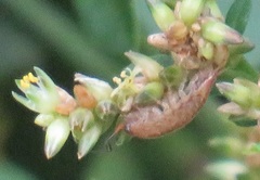 Achyropsis avicularis