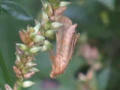 Achyropsis avicularis