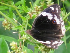 Achyropsis avicularis