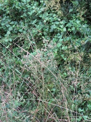 Achyropsis avicularis