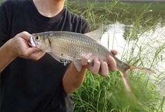 Megalops cyprinoides