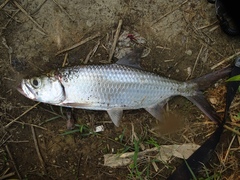 Megalops cyprinoides