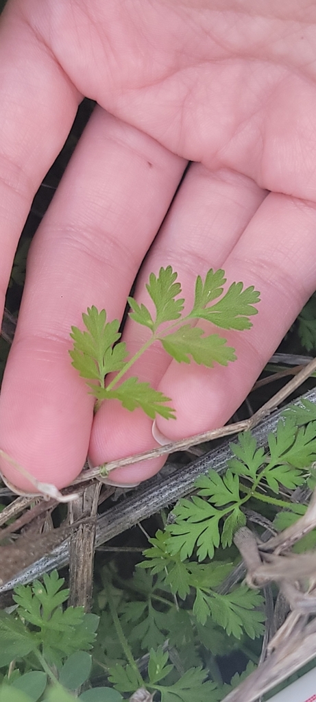 carrot family from Lewisville, TX 75067, USA on March 1, 2024 at 11:21 ...