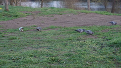 Columba livia domestica