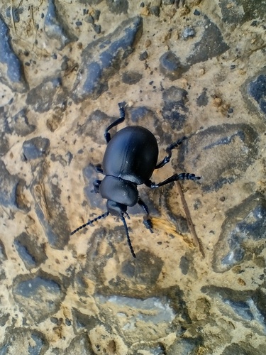 Timarcha tenebricosa