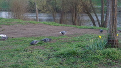 Columba livia domestica