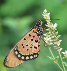 Achyropsis avicularis