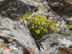 Draba aizoides