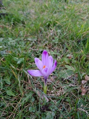 Crocus heuffelianus