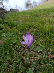 Crocus heuffelianus