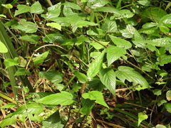 Rubus trianthus