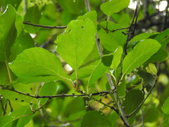 Actinidia callosa discolor