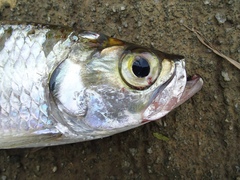 Megalops cyprinoides