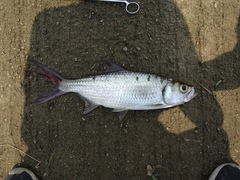 Megalops cyprinoides