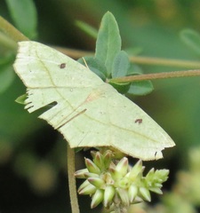 Achyropsis avicularis