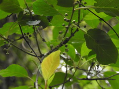 Actinidia callosa discolor