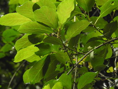 Actinidia callosa discolor