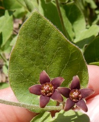 Matelea cynanchoides