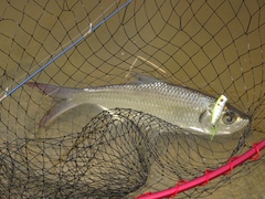 Megalops cyprinoides