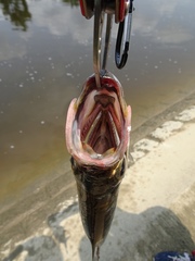 Megalops cyprinoides