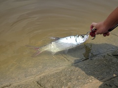 Megalops cyprinoides